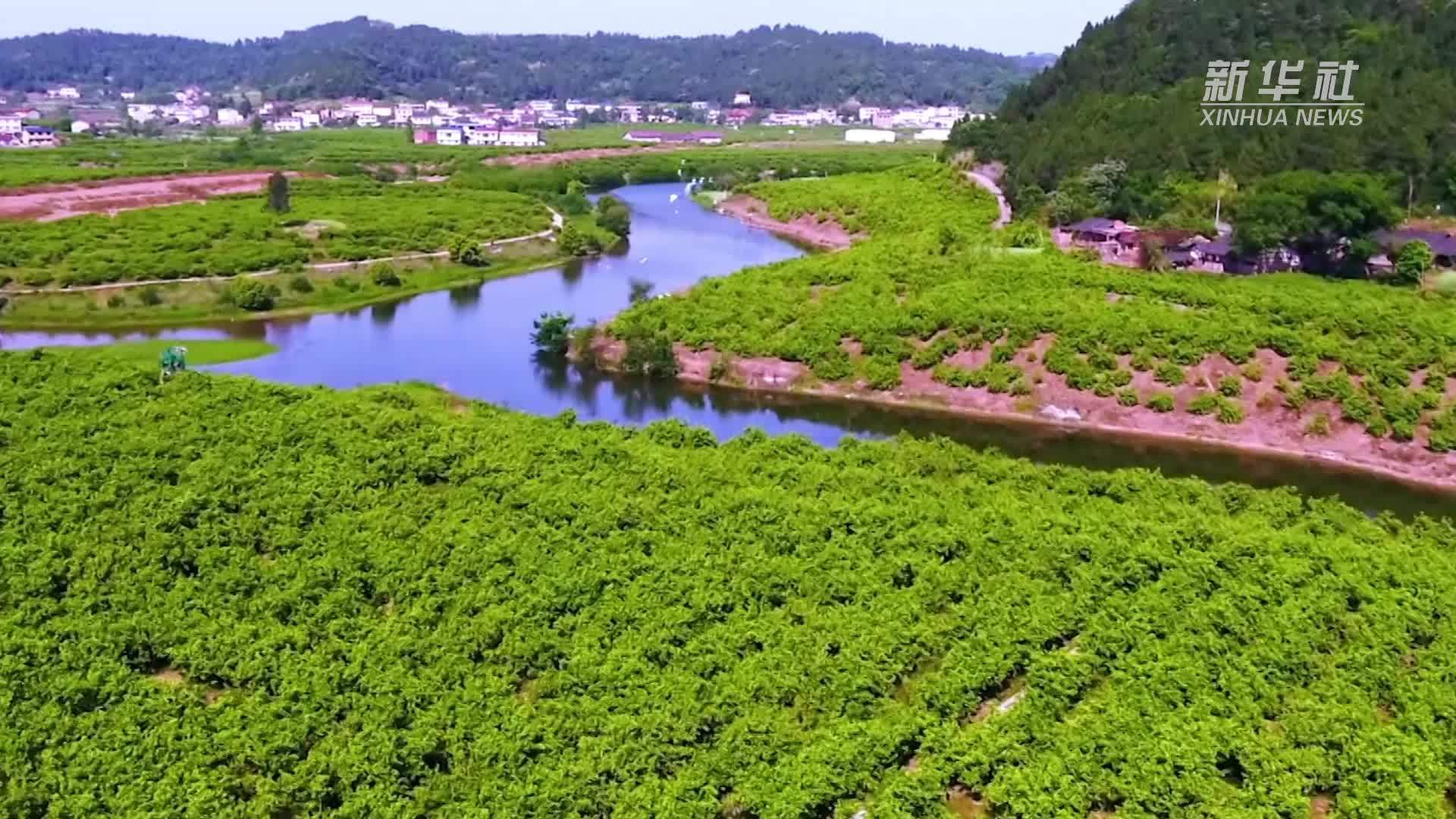 四季旅行｜四川安岳：品万亩柠香 赏千年石刻