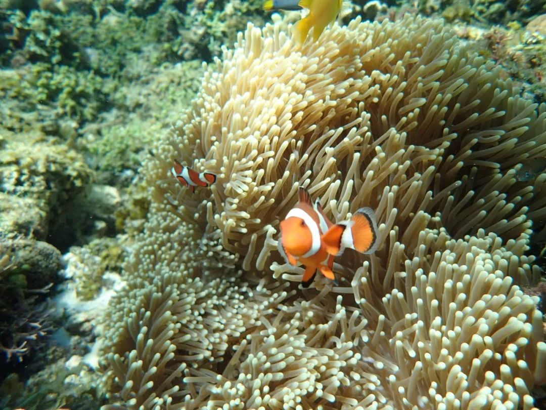 菲律賓宿務(wù)小丑魚。