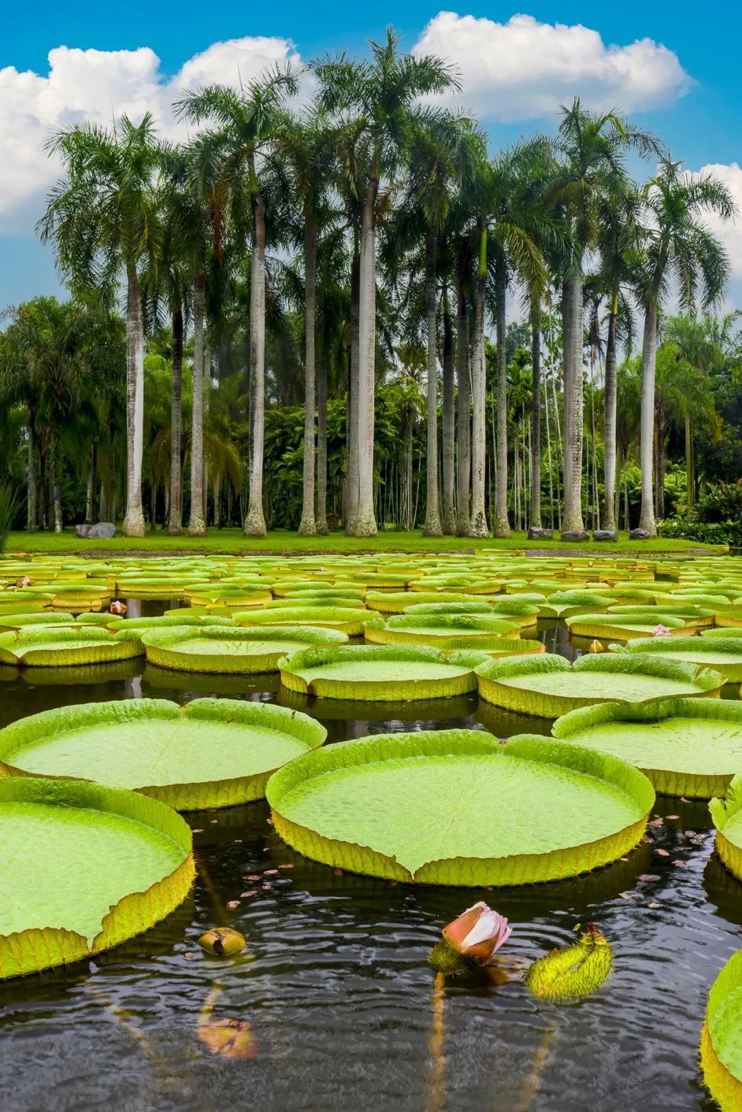 绿意盎然的中科院植物园。