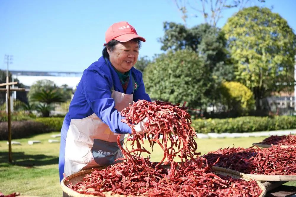 宜春71歲“辣椒婆婆”火了！直播帶貨帶領農戶一起致富