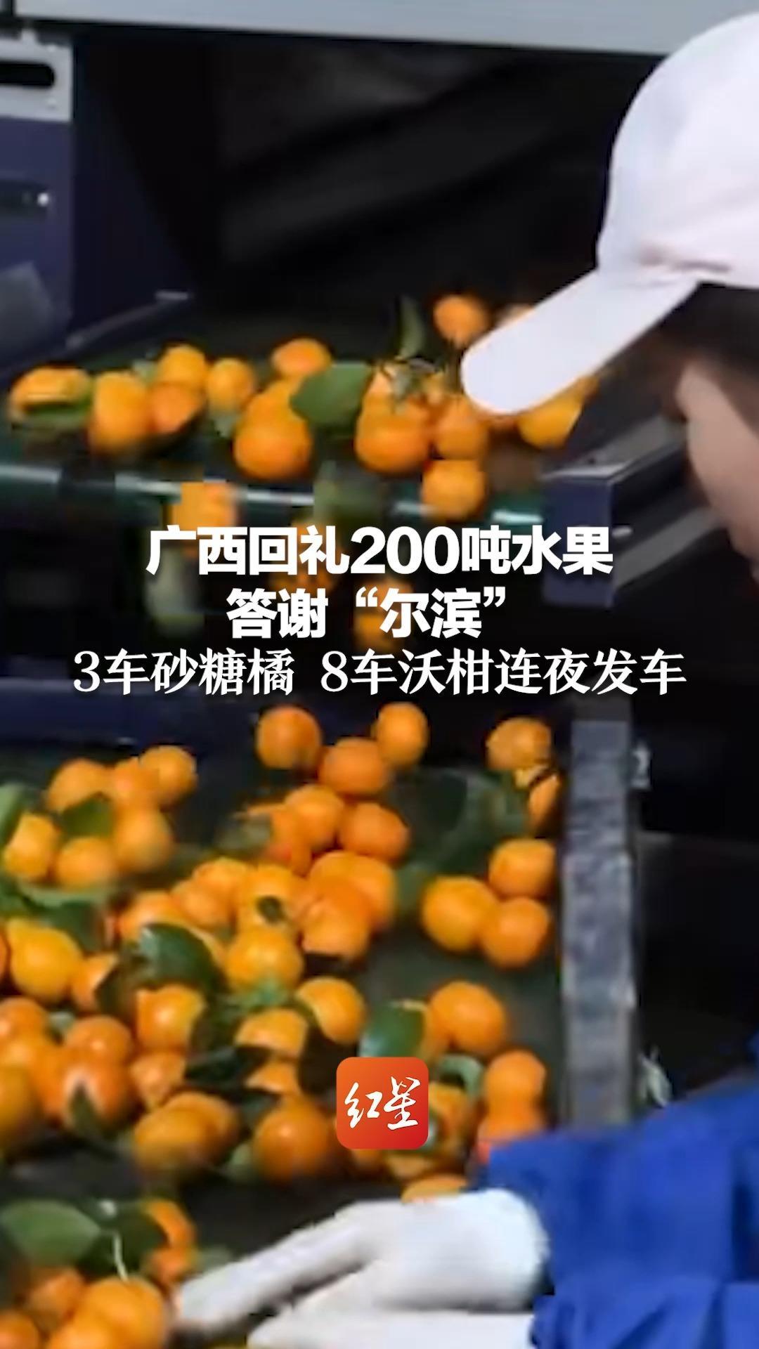 广西回礼200吨水果答谢“尔滨”3车砂糖橘 8车沃柑连夜发车