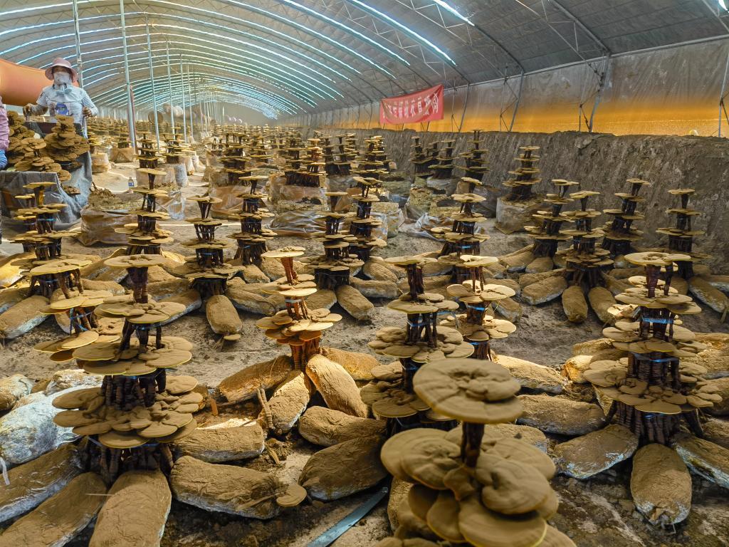 在冠县店子镇王当铺村，种植大户王明瑞的大棚里种植着各种灵芝盆景。新华社记者王志 摄