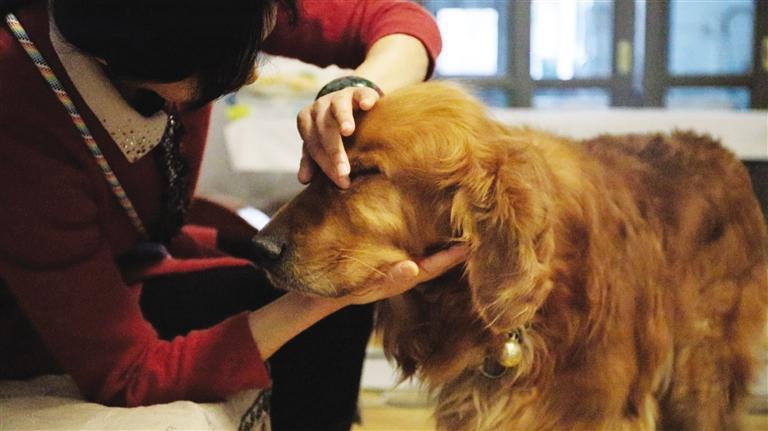 导盲犬七月已经陪伴了常建荣夫妇近三年