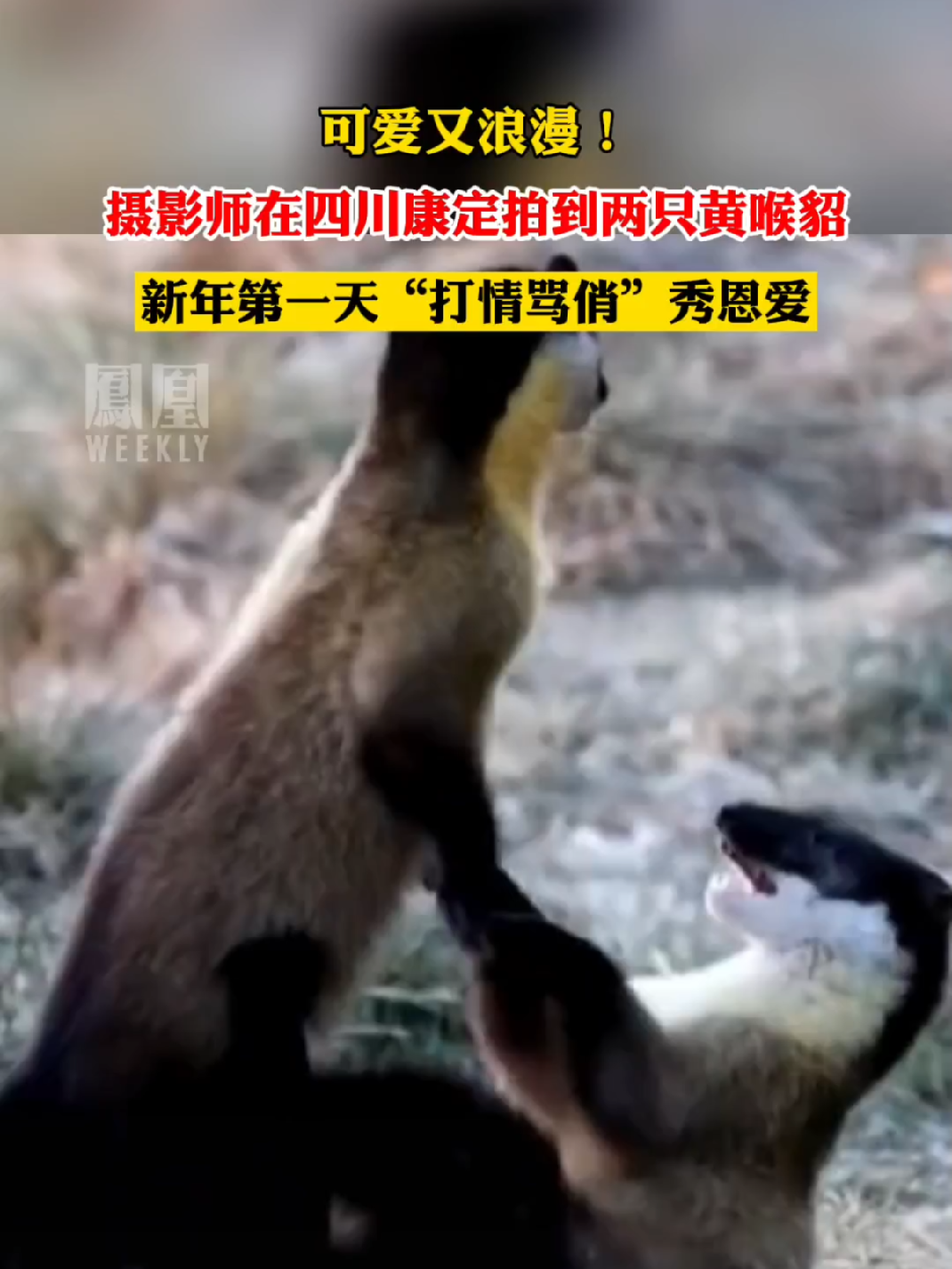 摄影师拍下黄喉貂秀恩爱#热点知多少