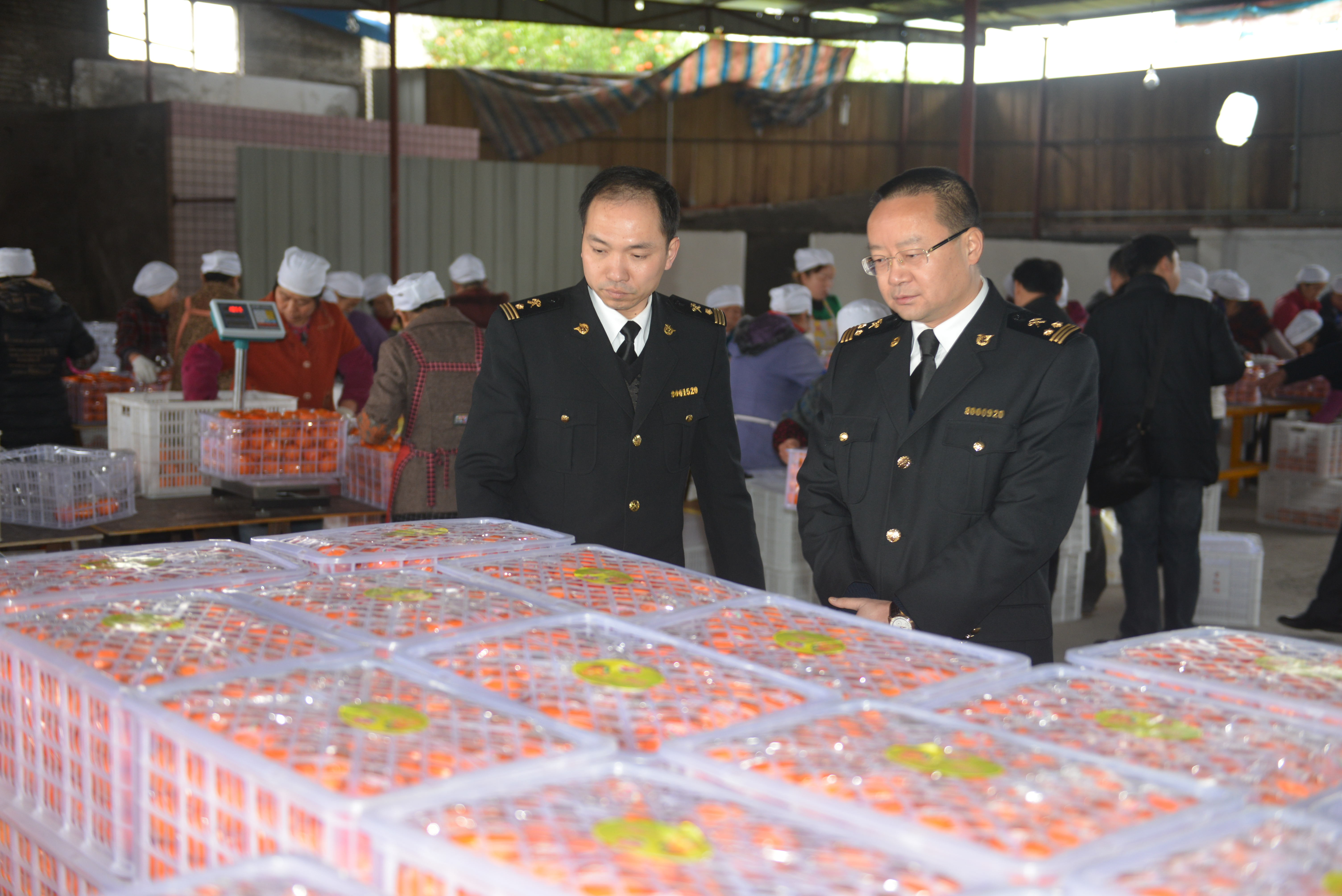 ▲2014年12月，万州海关对首批出口万州古红橘开展监管，标志着重庆柑橘实现直接出口“零”的突破。