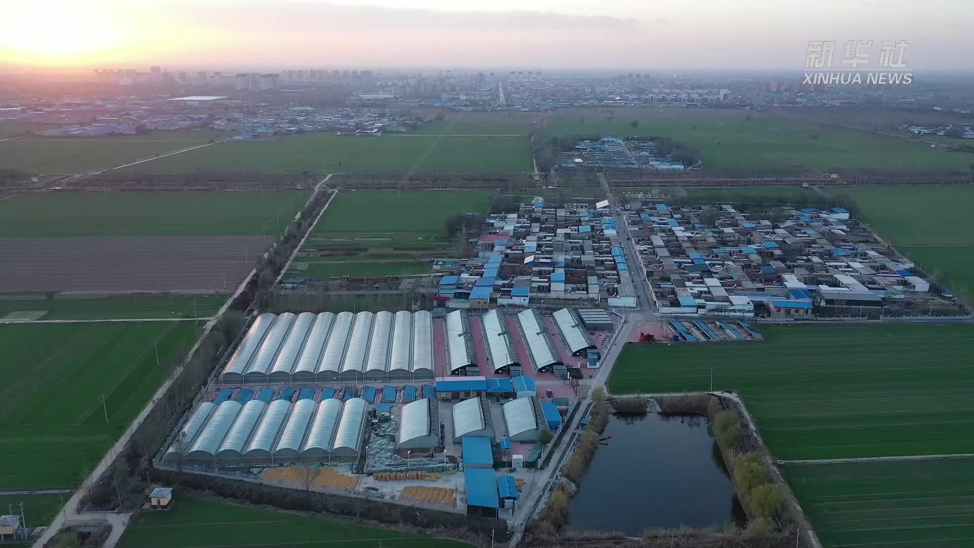 河北新河：“黄韭盆景”助增收
