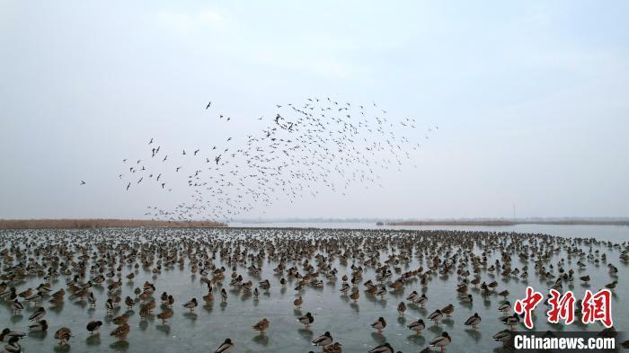 1月1日,成群野鸭在衡水湖上盘旋飞舞。王铁良 摄