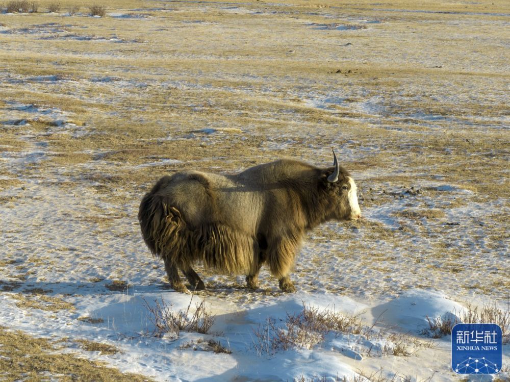 ↑1月1日在甘肃省阿克塞哈萨克族自治县阿勒腾乡哈尔腾草原上拍摄的金丝野牦牛（无人机照片）
