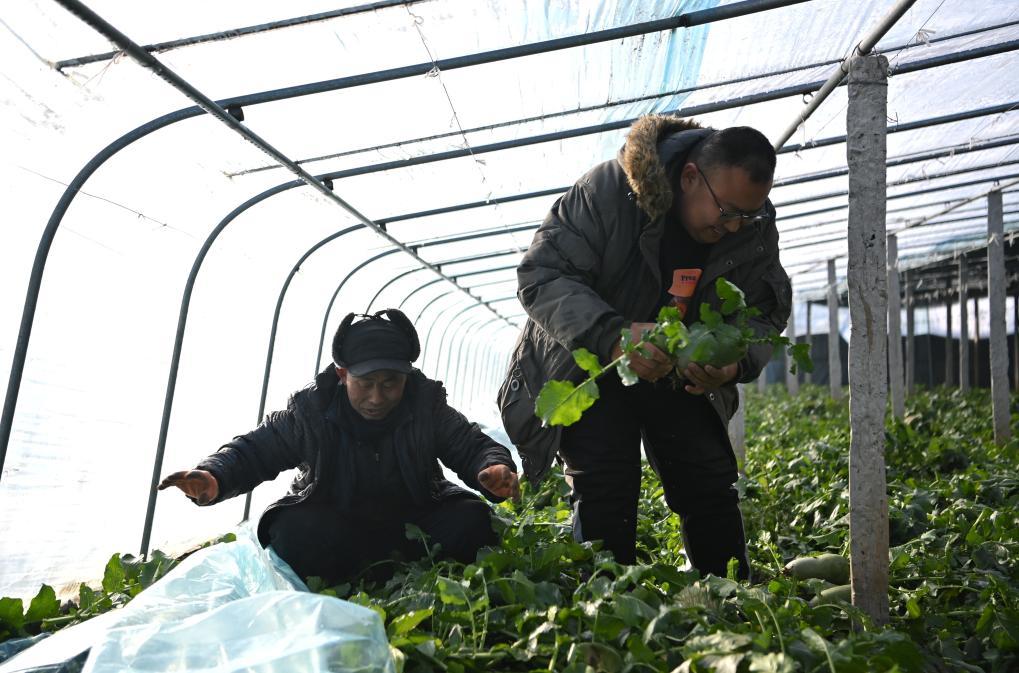 郭庆(右)和父亲一起在大棚里采摘沙窝萝卜(12月22日摄)。新华社记者李然摄