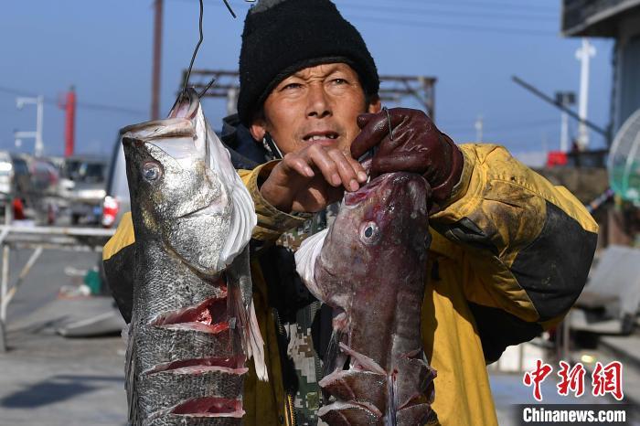 山东青岛渔民冬日忙晒场鱼飘香