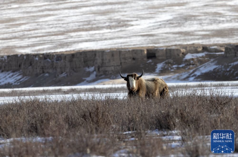 ↑1月1日在甘肃省阿克塞哈萨克族自治县阿勒腾乡哈尔腾草原上拍摄的金丝野牦牛