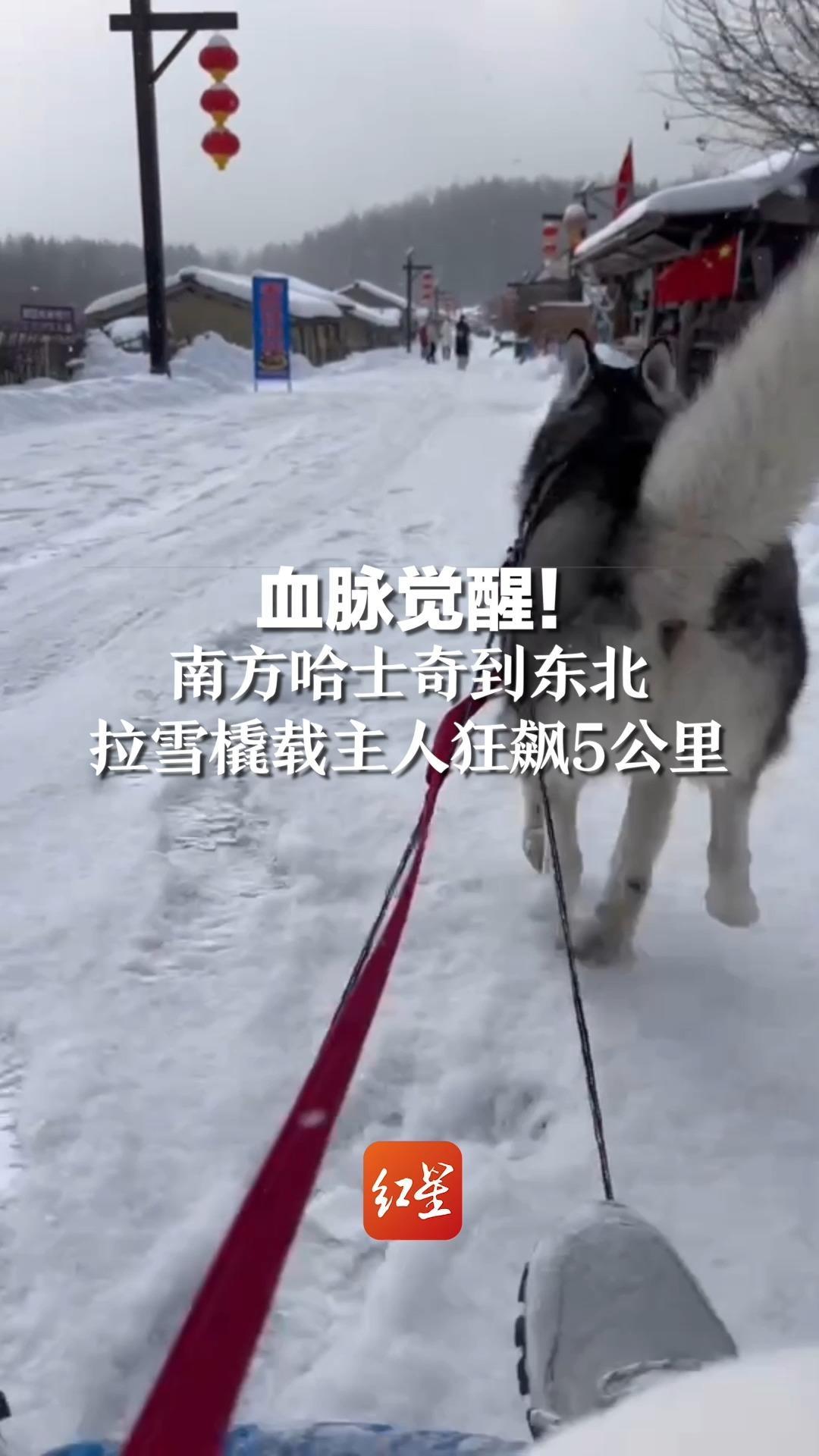 哈士奇拉雪橇拉屎图片