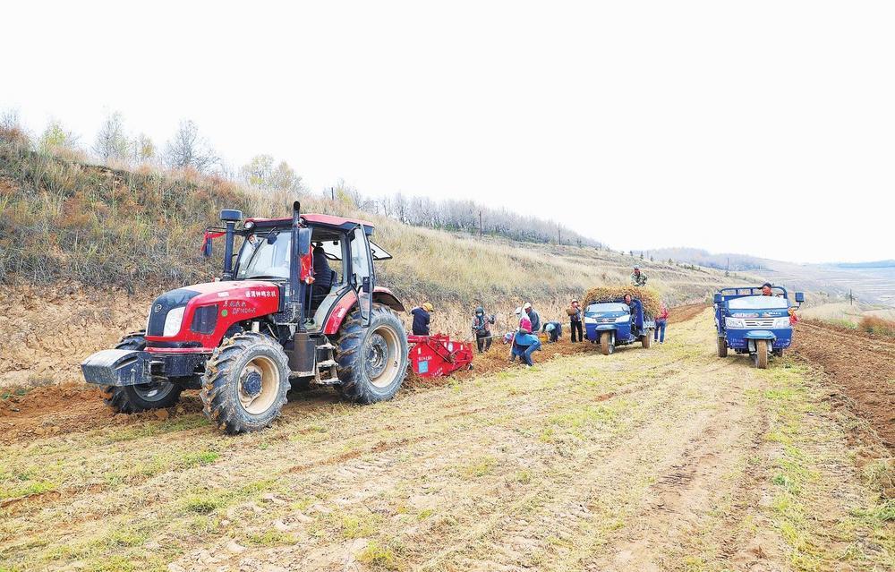 华家岭镇黄芪喜获丰收