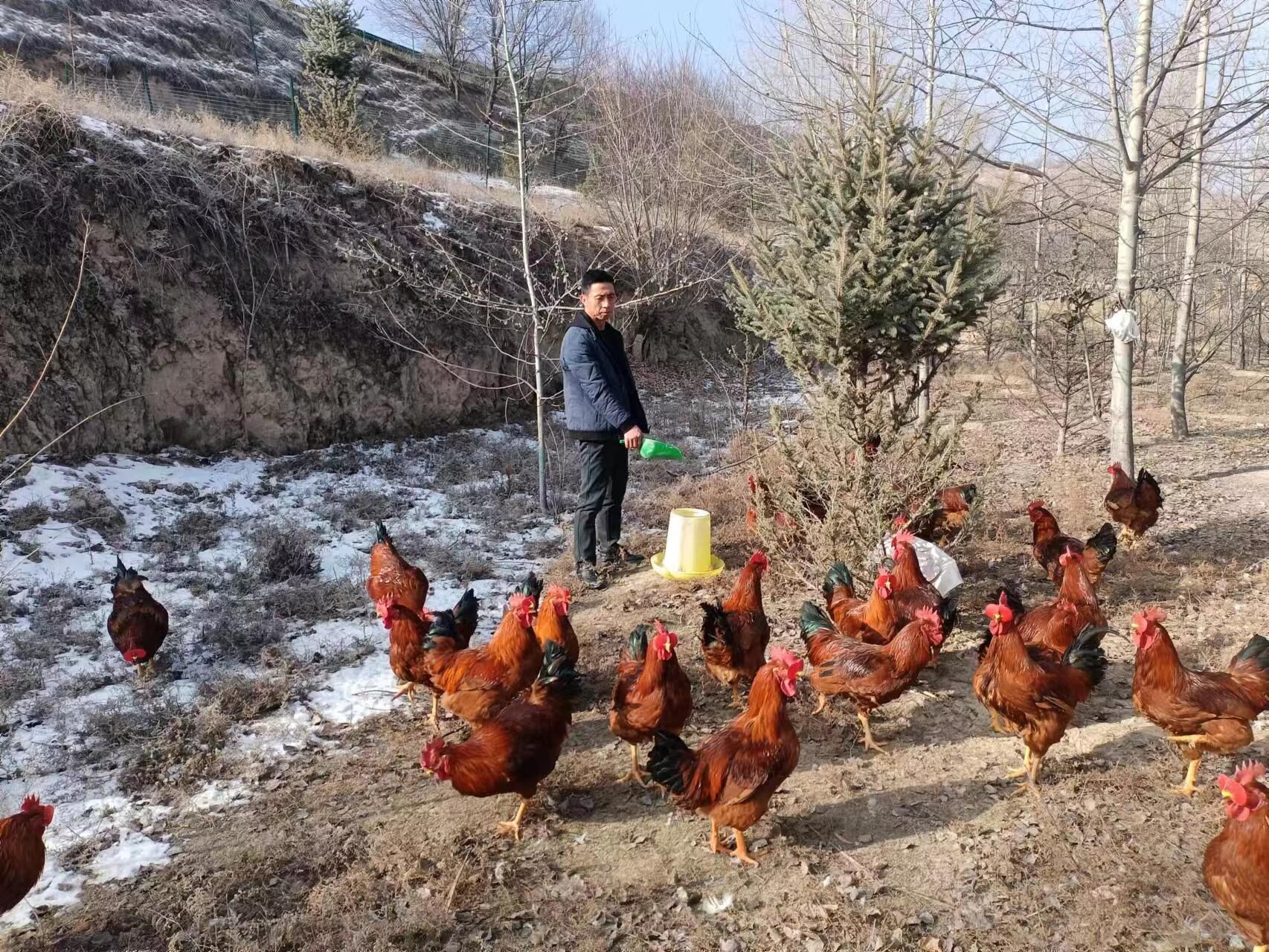 静宁：林下生态养鸡忙　增收致富“钱景”旺