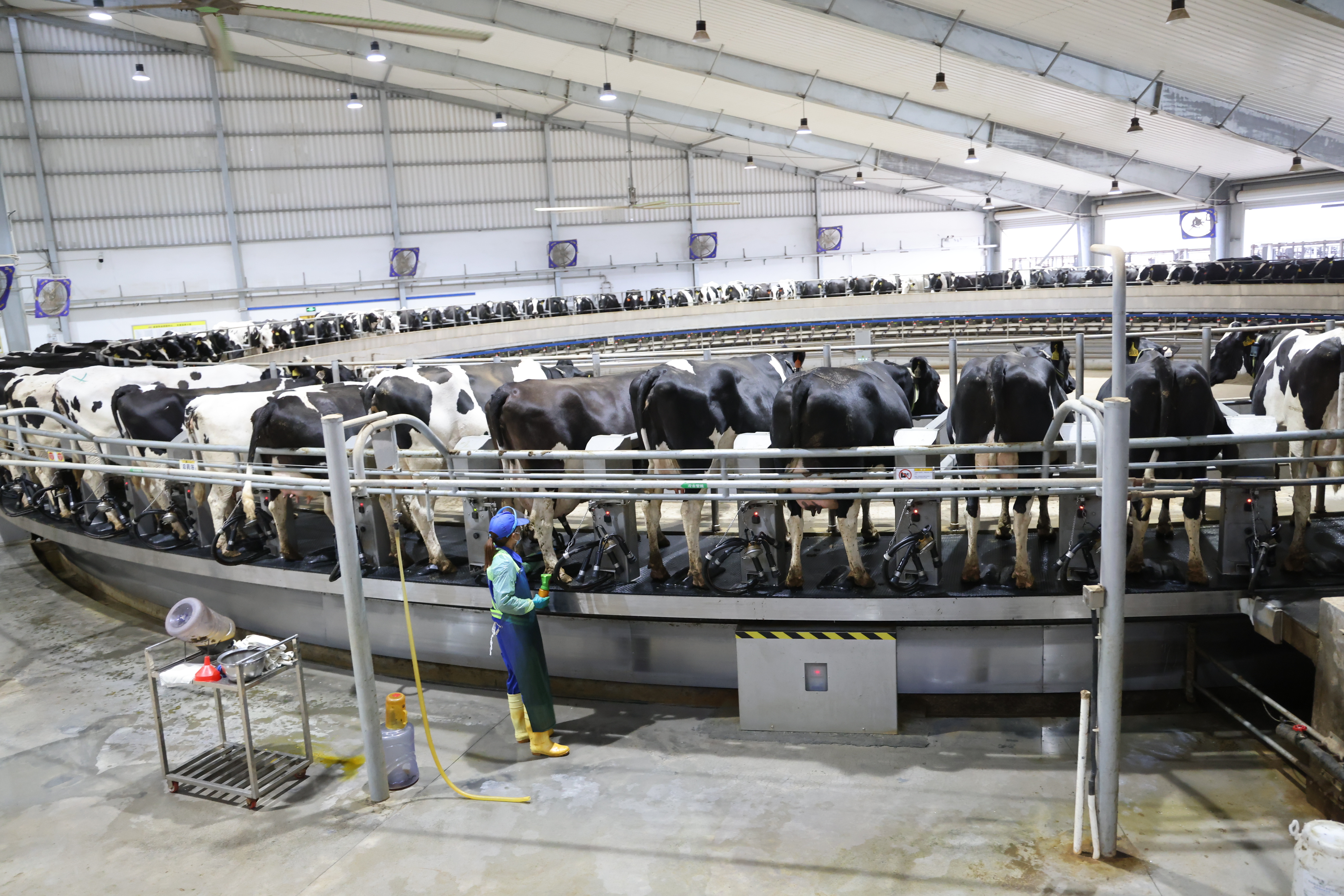 衡水故城：智慧牧场打造绿色优质奶源基地