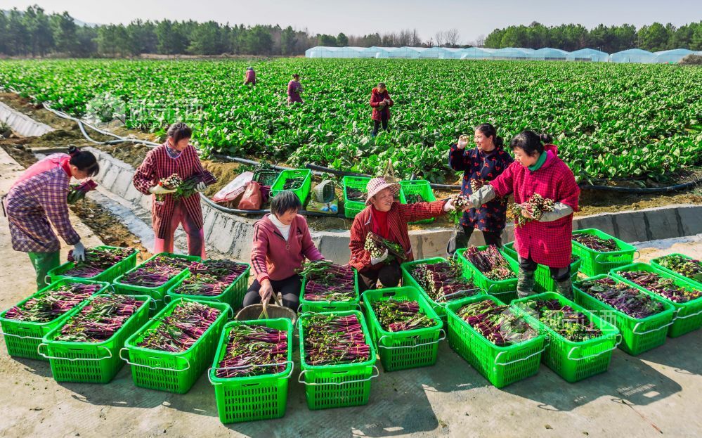 蔬菜採收忙鳳凰網江西_鳳凰網