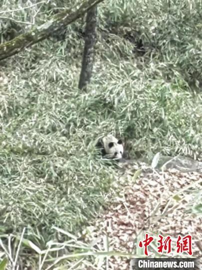 护林员在巡护时发现大熊猫。陕西太白山国家级自然保护区供图