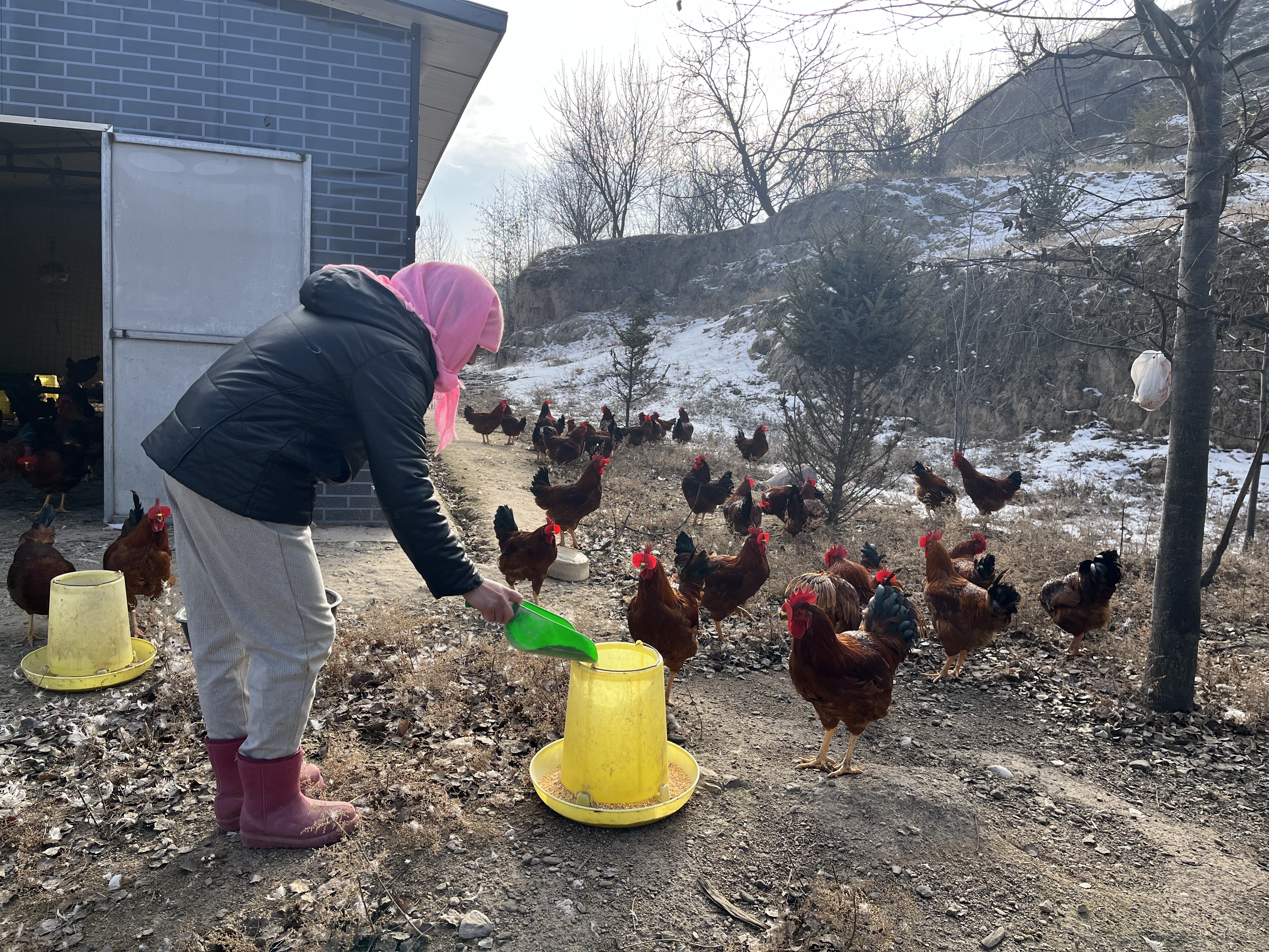 静宁：林下生态养鸡忙　增收致富“钱景”旺