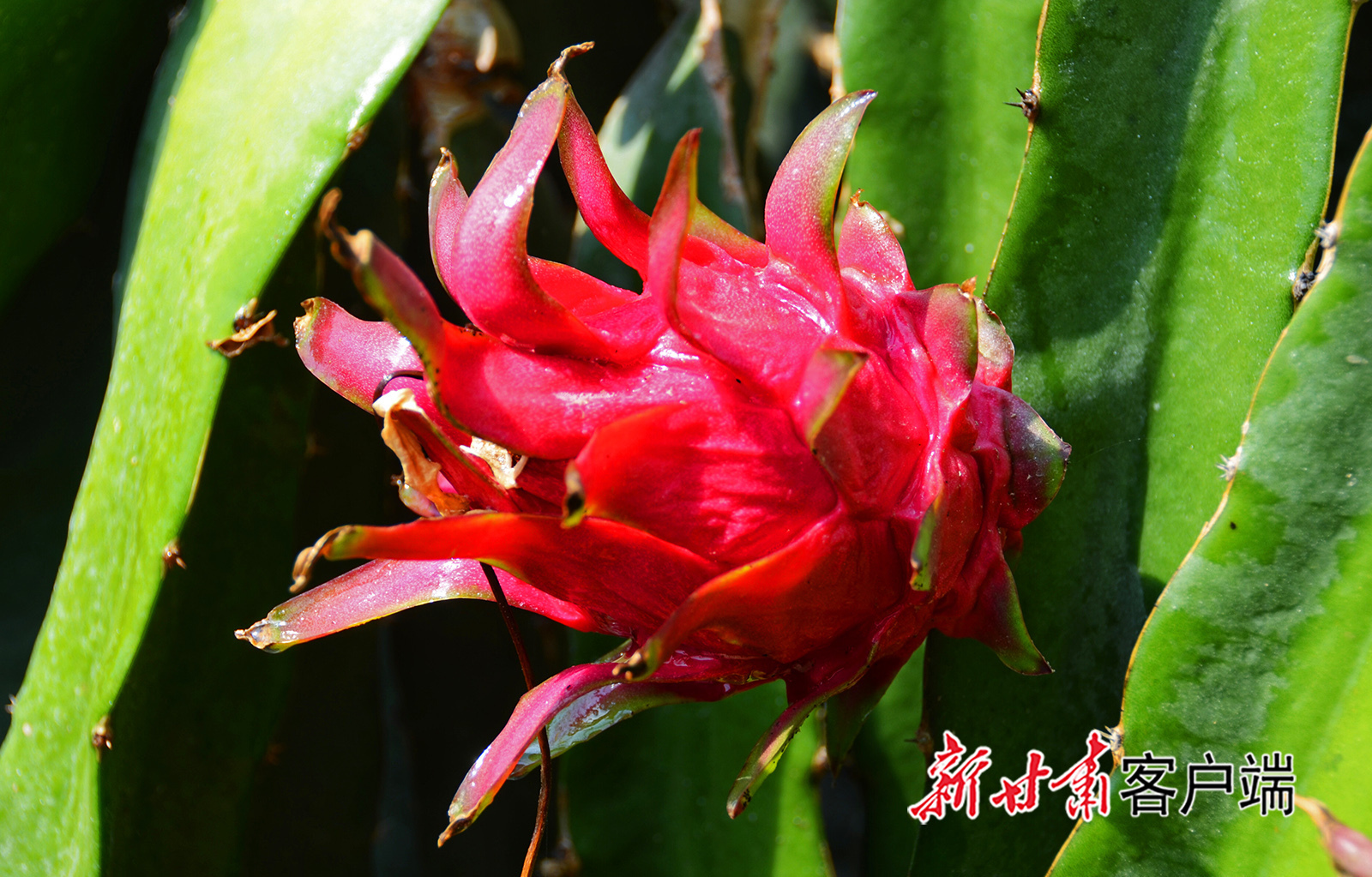 甘肃省庆阳市环县生态园内,火龙果种植大棚里一个个红"火球"样的