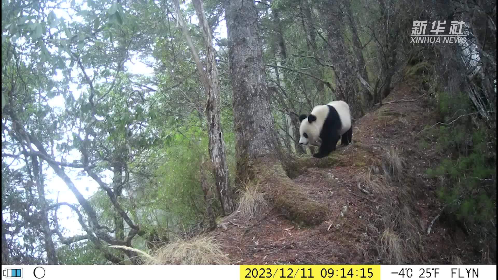 四川阿坝：同一地点连续三年拍摄到野生大熊猫活动影像