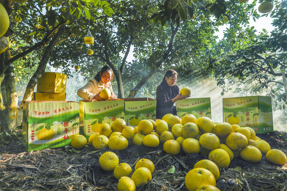 龙滩村的村民在柚树下采摘和打包梁平柚。熊伟 摄