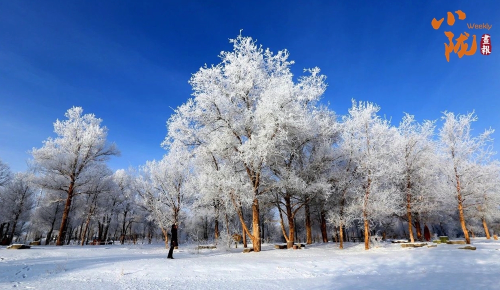 酒泉金塔雪后胡杨林绽放别样美