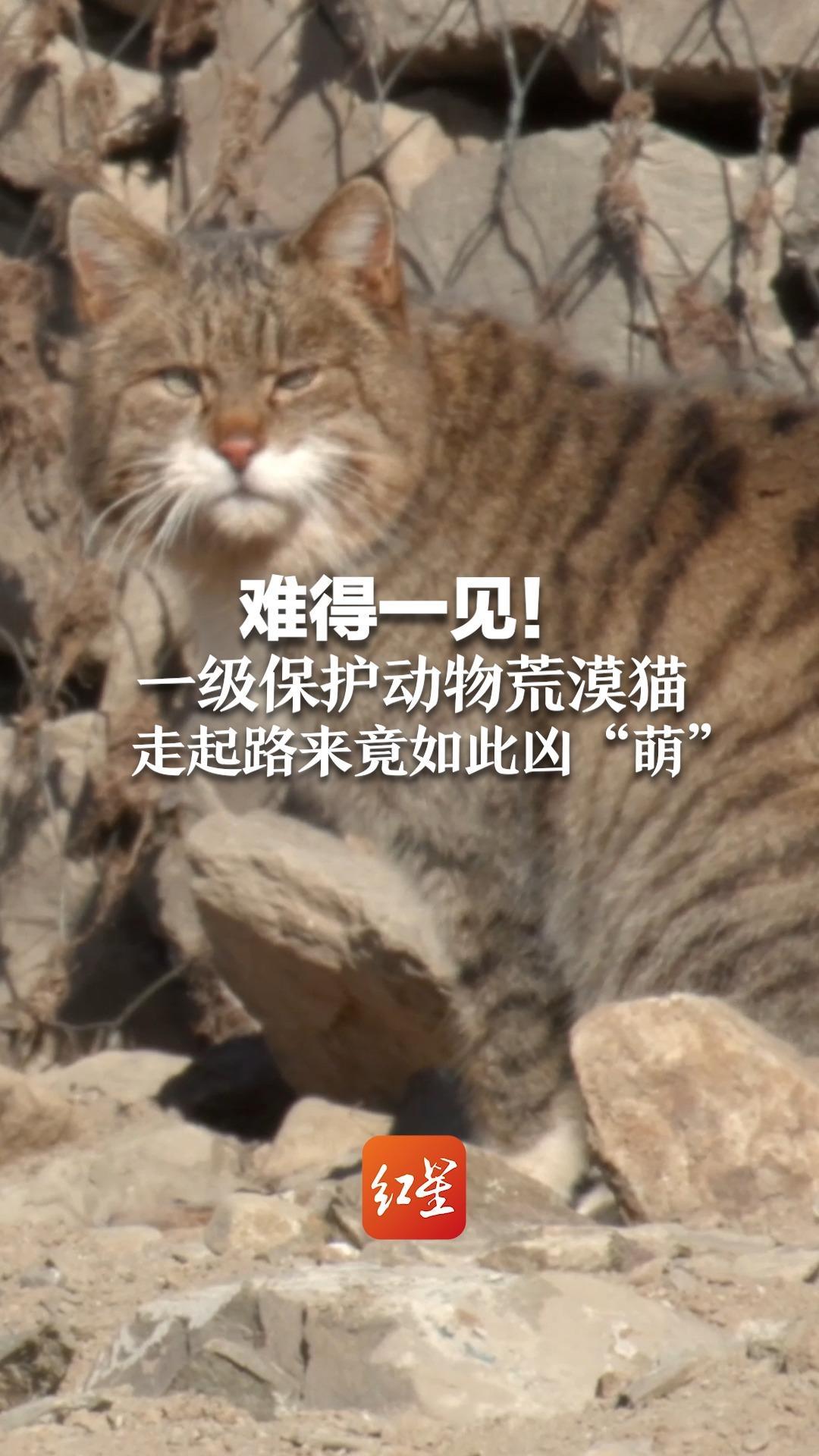 难得一见！一级保护动物荒漠猫 走起路来竟如此凶“萌”