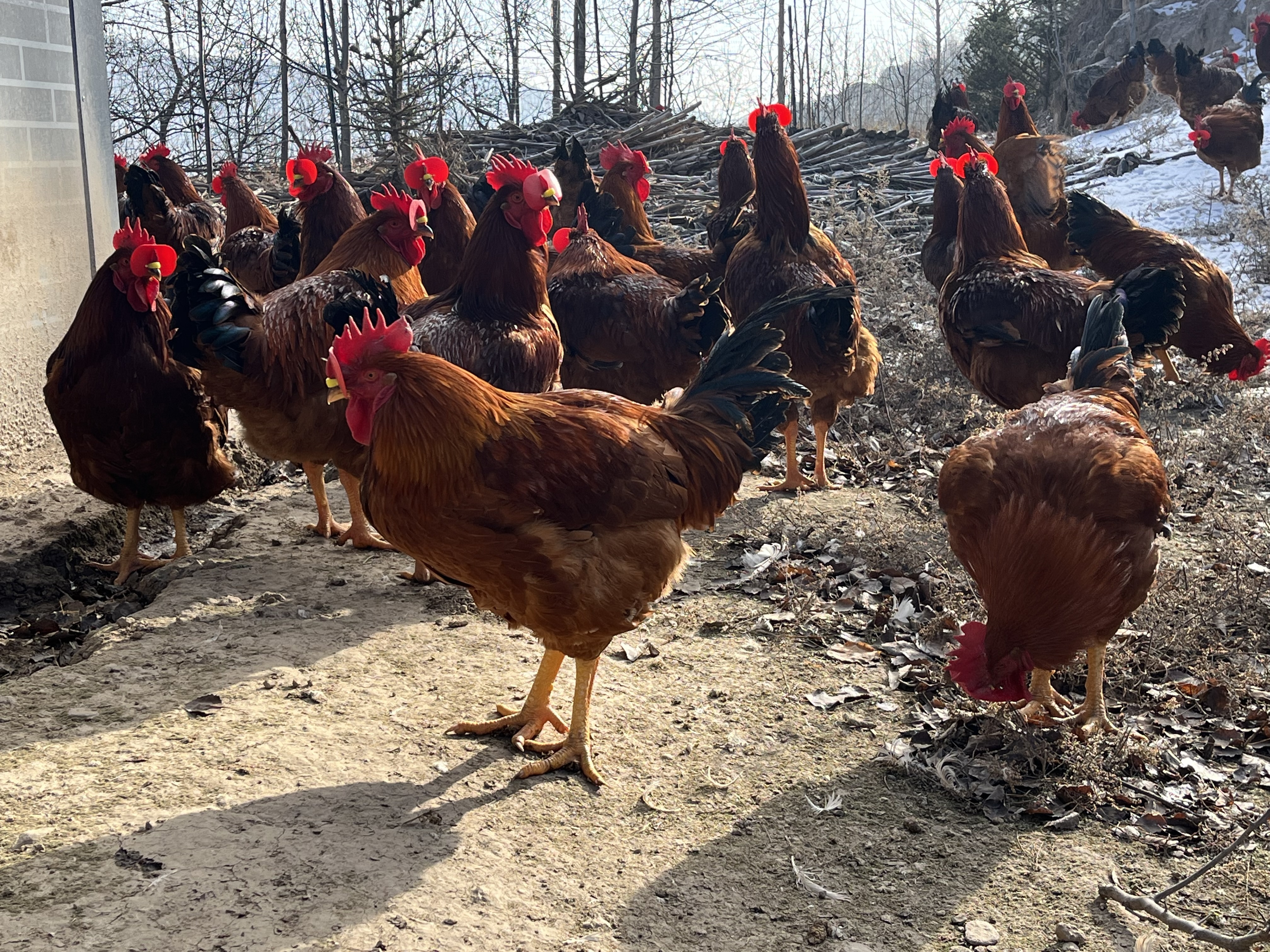 静宁：林下生态养鸡忙　增收致富“钱景”旺