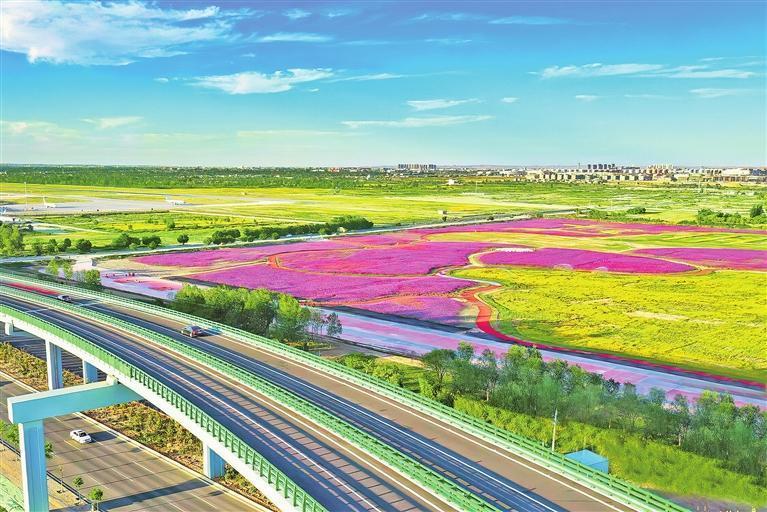临港花海秋色绚烂　本组图片均由记者　罗晋业　摄