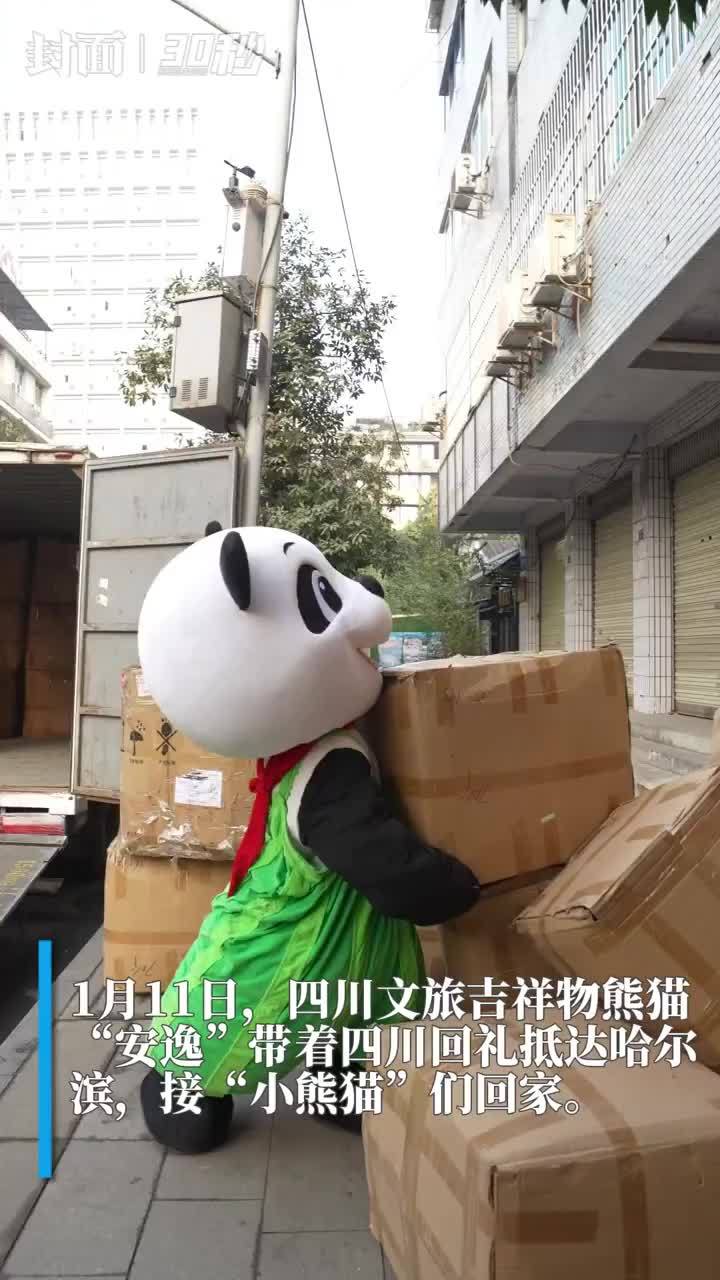 30秒 | 四川文旅吉祥物“安逸”抵达哈尔滨 接“小熊猫”们回家