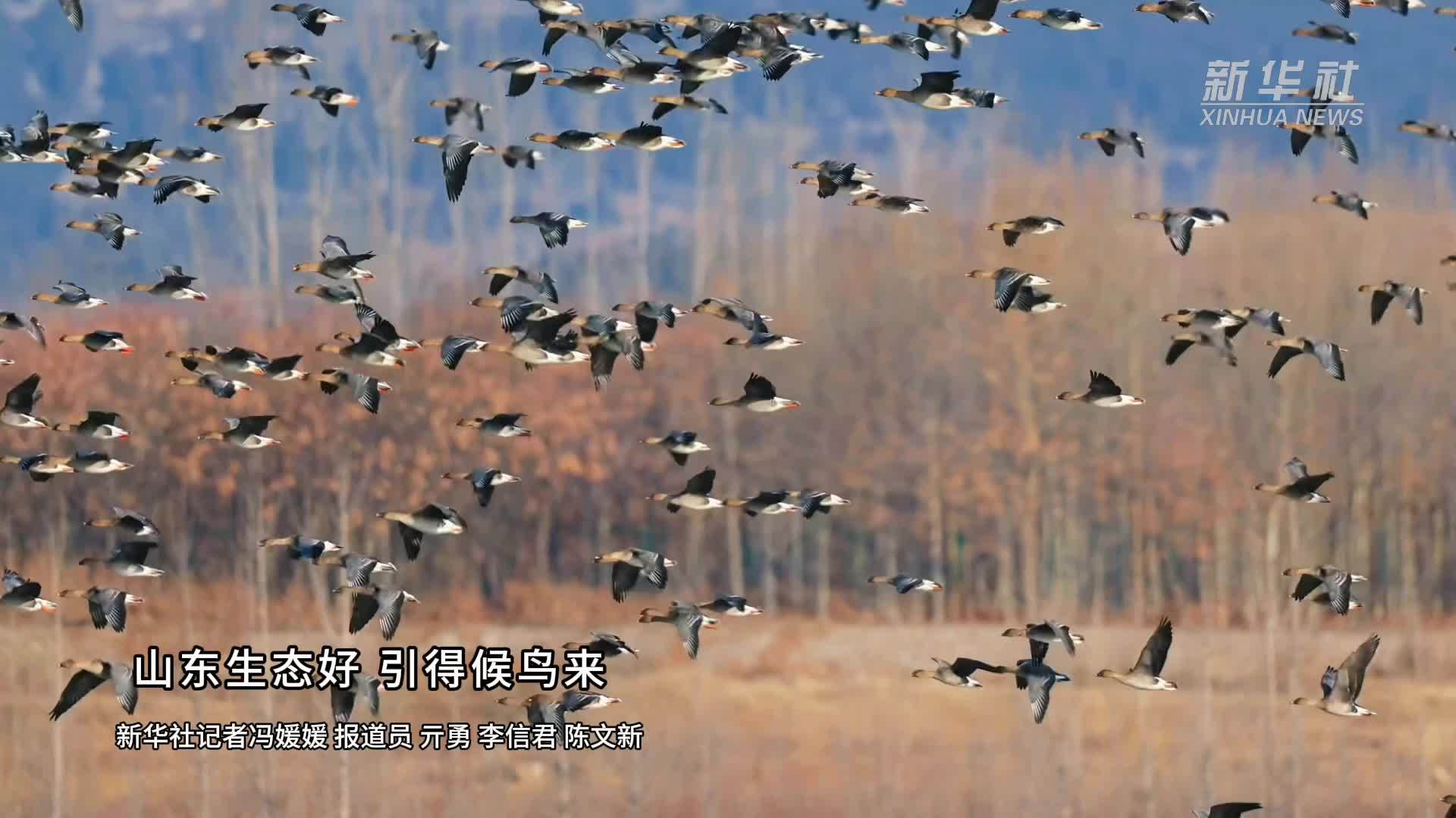山东生态好 引得候鸟来_凤凰网视频_凤凰网