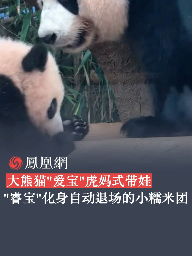 大熊猫“爱宝”虎妈式带娃“睿宝”化身自动退场的小糯米团#大熊猫 #爱宝 #虎妈 #睿宝 #国宝