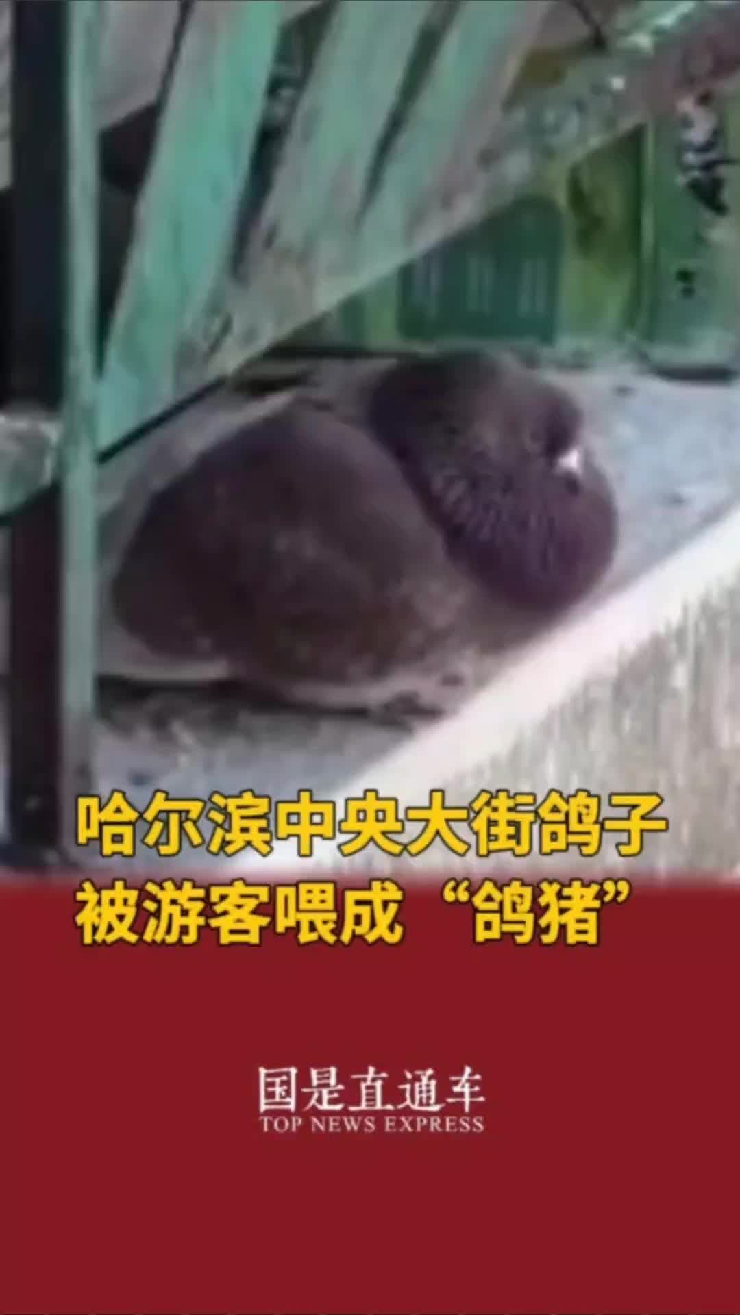 哈尔滨中央大街鸽子被游客喂成“鸽猪”#国是论坛