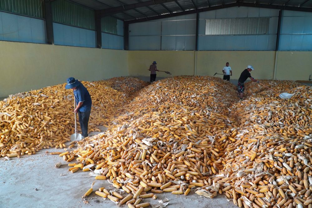 2023年9月20日,在山东省新泰市禹村镇,农户在粮仓里存放刚收获的玉米