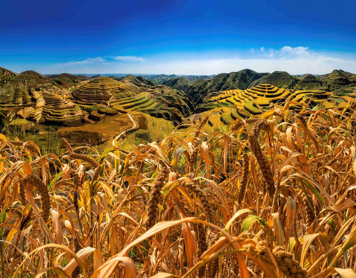 图为田间成熟的米脂小米. 任树岗 摄