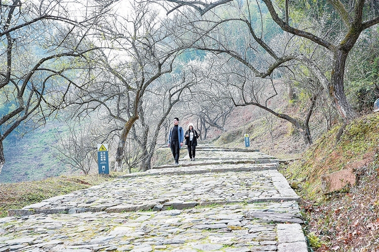 大余：梅花绽放醉游人（图）
