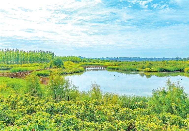 秦王川湿地公园的水草丰美