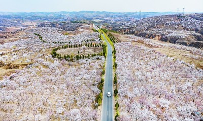 近日，在陕西省榆林市榆阳区南部山区，漫山遍野杏花盛开，黄土高坡生机勃勃。新华社发