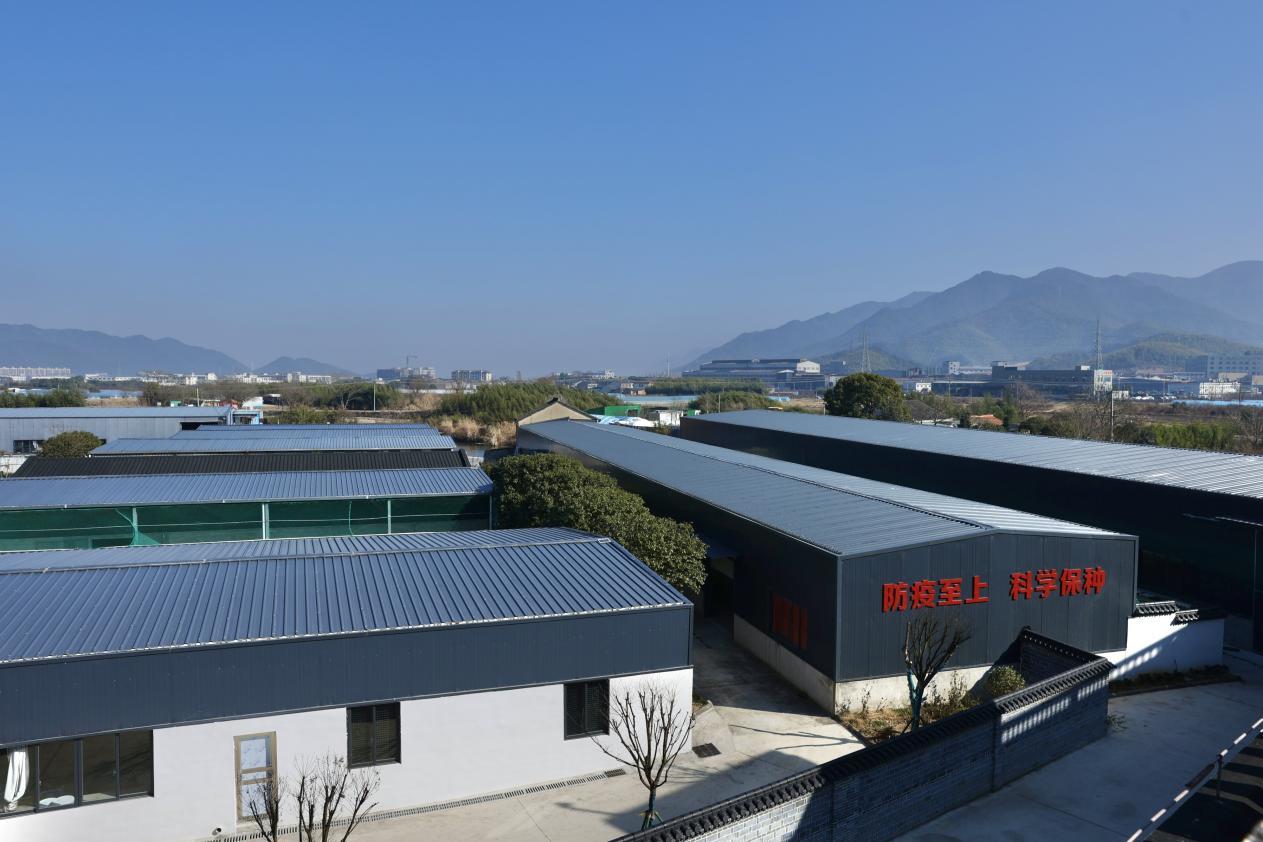 奉化水鸭：攥紧农业“芯片” 助力特色畜禽产业发展