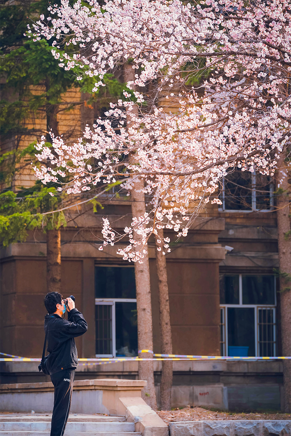 吉林大学南岭校区，赏花。