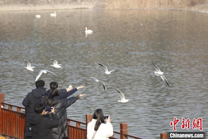 图为游客欣赏越冬天鹅。记者 阚力 摄