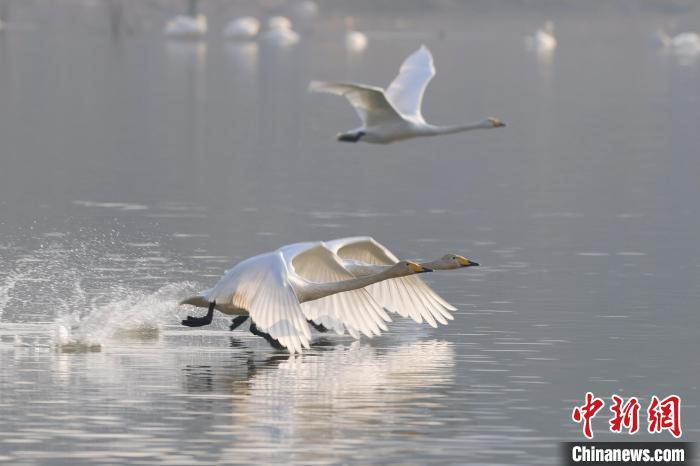 河南三门峡：大天鹅进入最佳观赏季
