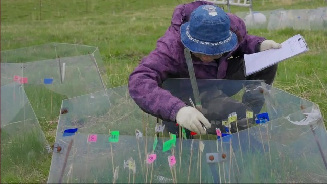 追随一段超过三十年的科研情缘，胡国瑞来到玛曲草原