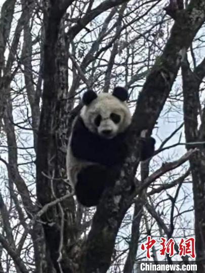 护林员在巡护时发现大熊猫。陕西太白山国家级自然保护区供图