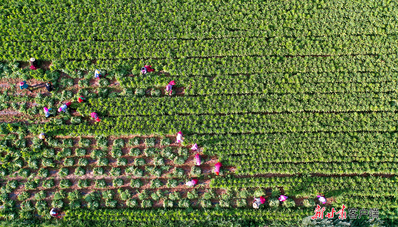 特产特地瞒着我产甘肃你还藏着多少惊喜