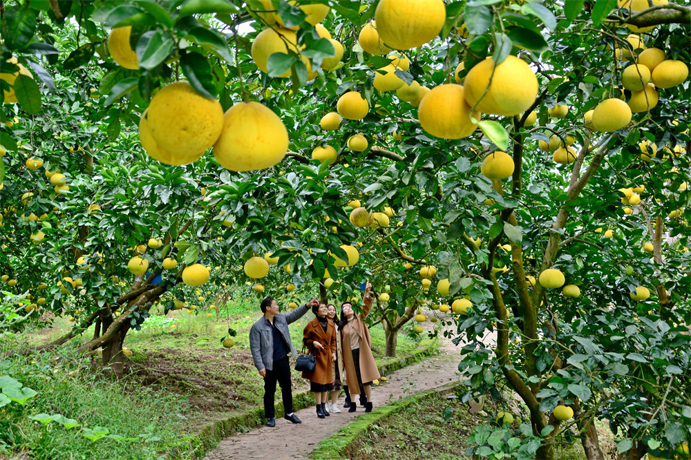 游客在柚农的带领下查看柚子。张常伟 摄