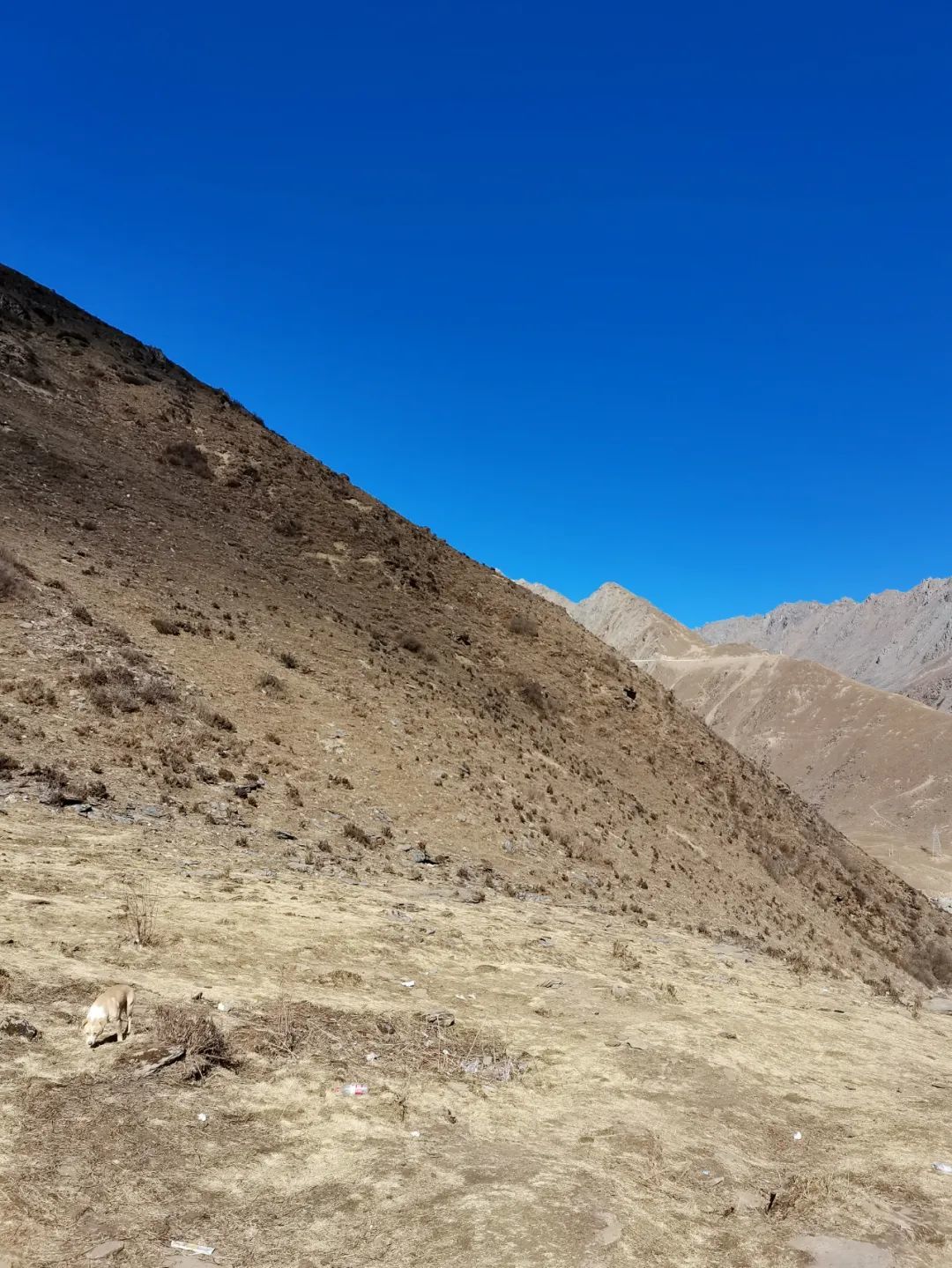 △ 高山草甸冬季枯萎后，的沙石被大风卷起。