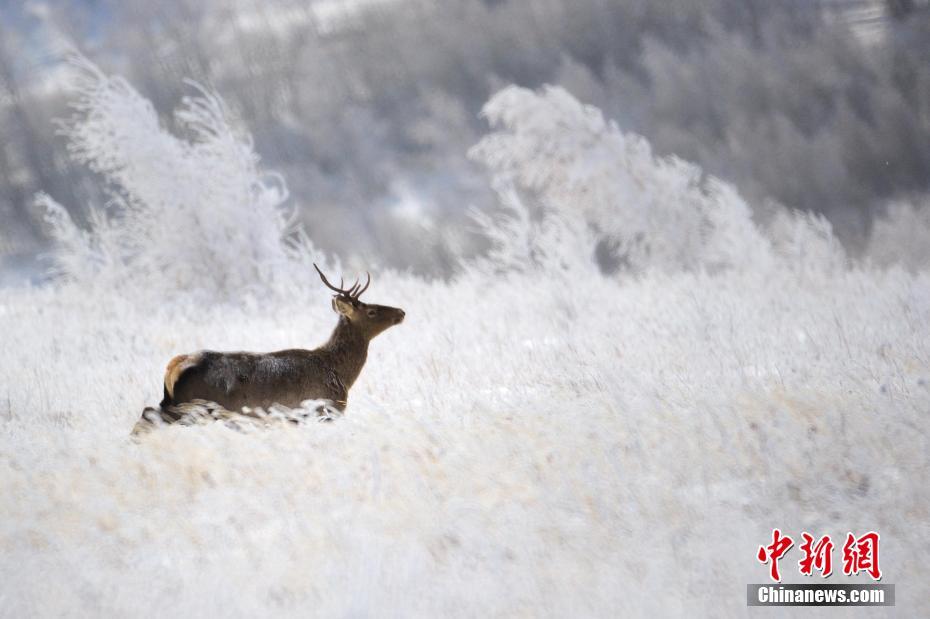 大兴安岭阿斯哈图石林：巨石遇见雾凇林海
