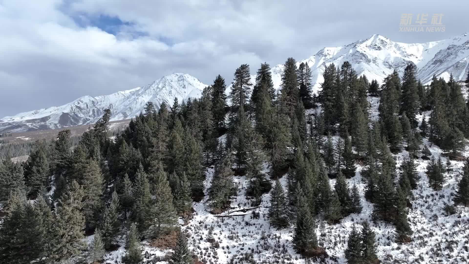 蓝马鸡现身祁连山国家公园