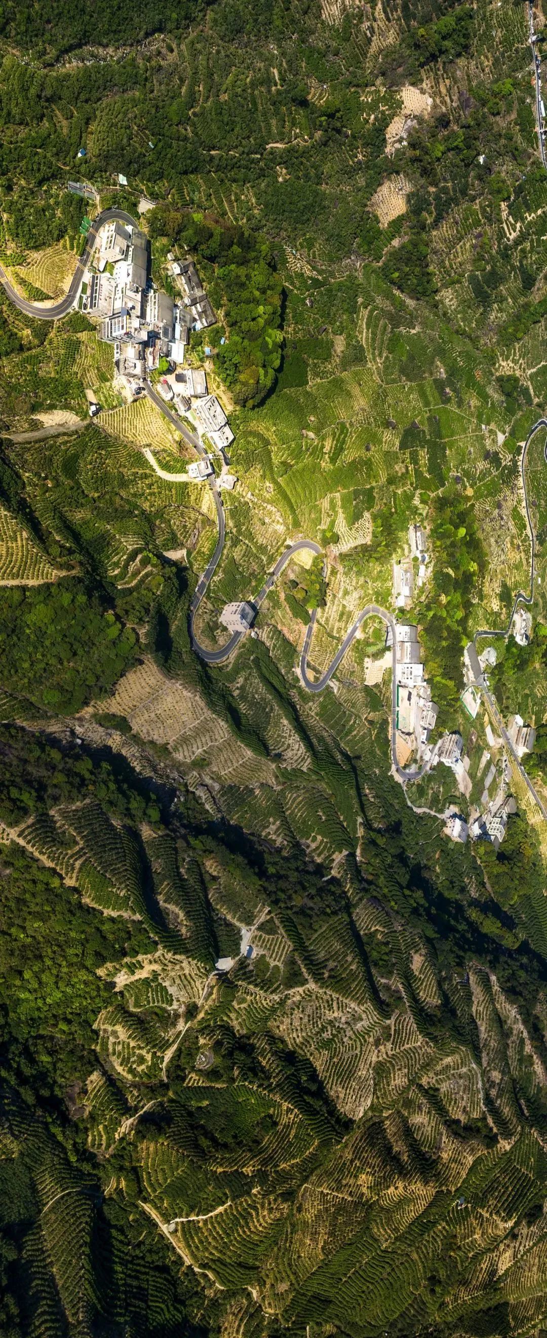 鳳凰山茶園，以鳳凰水仙品種為主